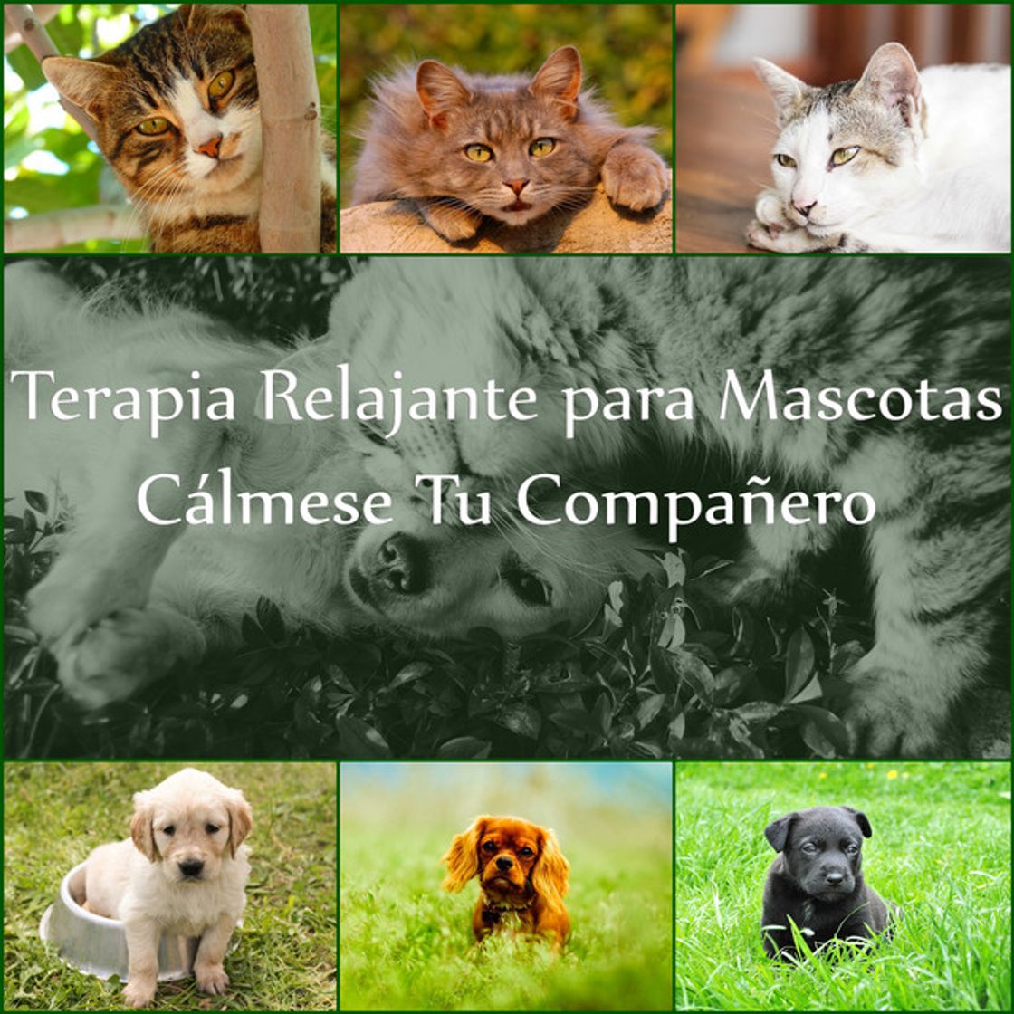 Mejor Compañero Humano