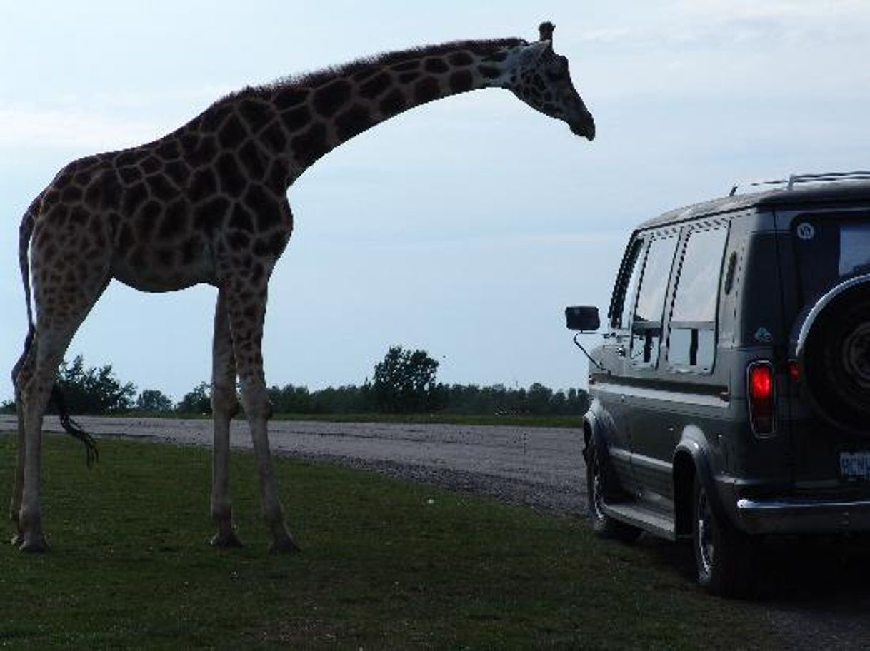 Lugar African Lion Safari