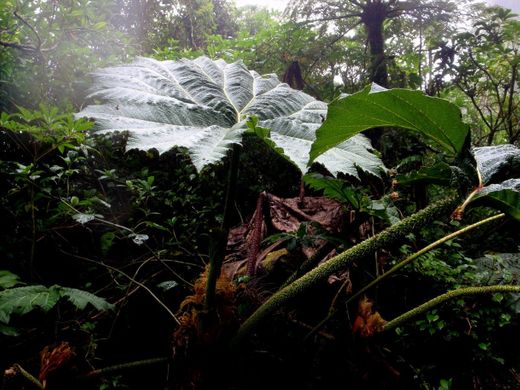 Braulio Carrillo National Park