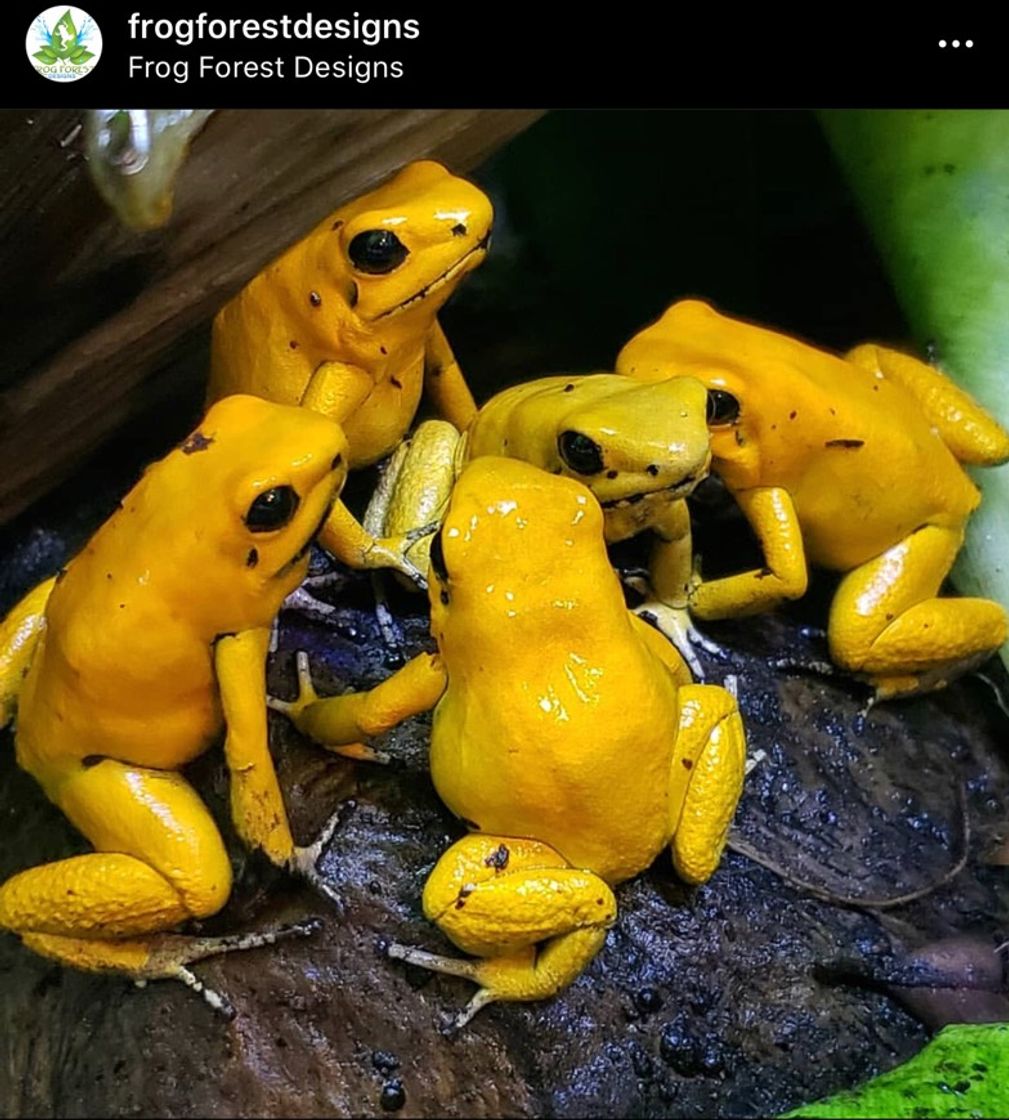 Fashion Rana Dardo Dorada (Phyllobates terribilis)