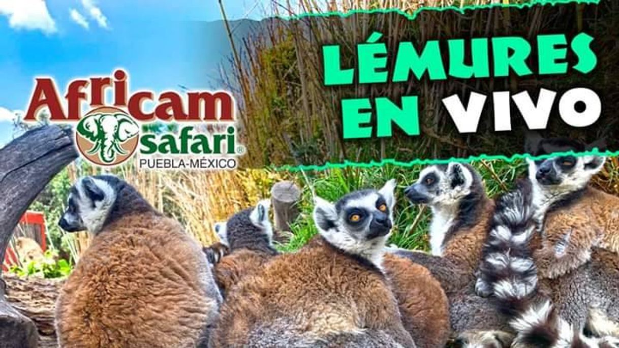 Lugar Africam Safari