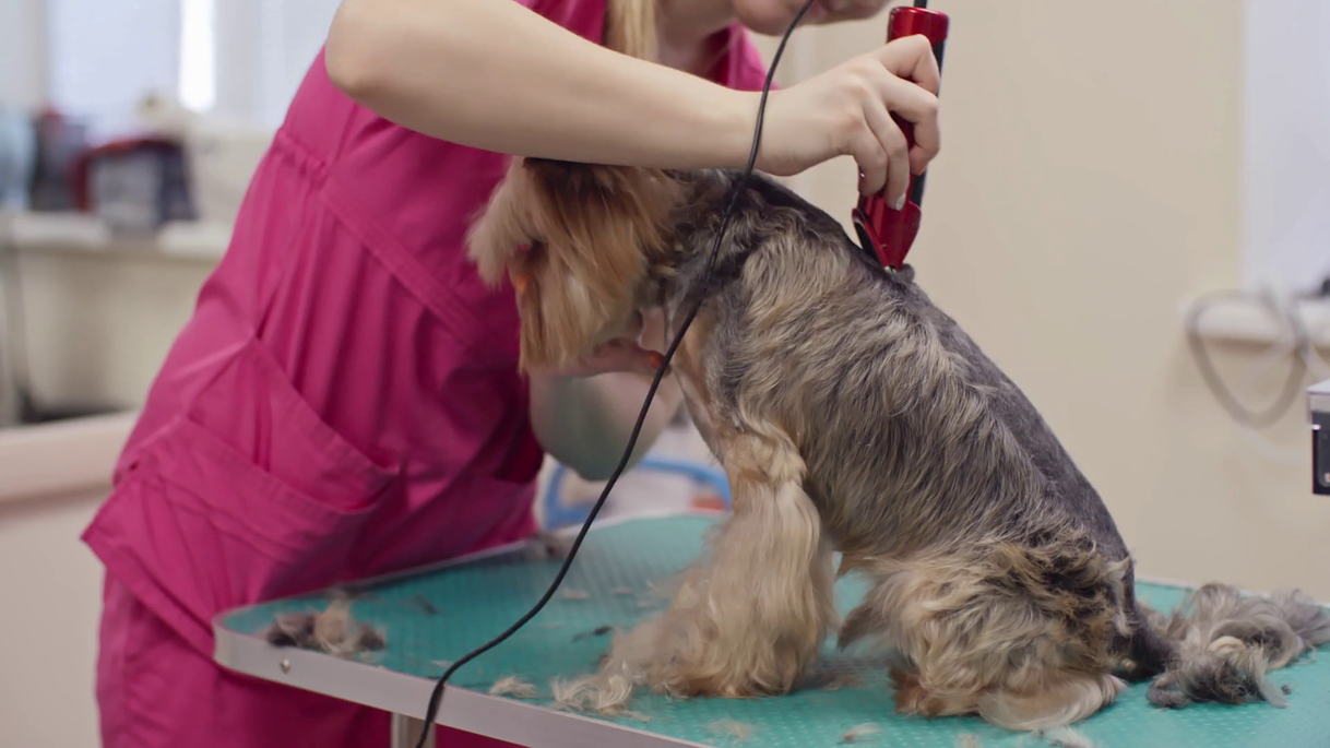 Social Estética canina 