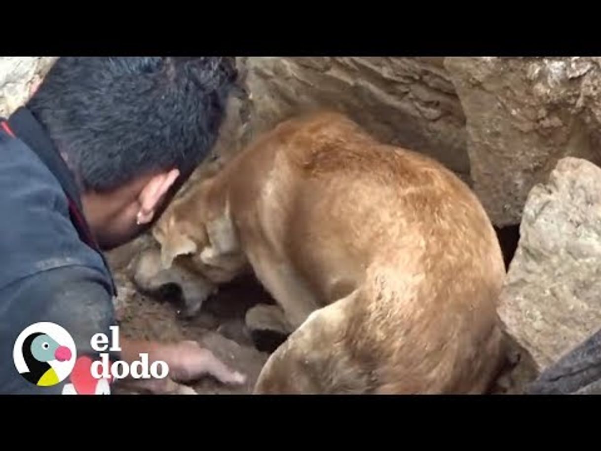 Fashion Perrita mamá agradece a un hombre por salvar a sus cachorros I El ...