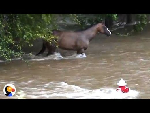 Baby Horse Rescued From Bridge | The Dodo - YouTube
