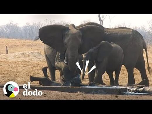 Manada de elefantes mantiene a leones lejos de su bebé - 