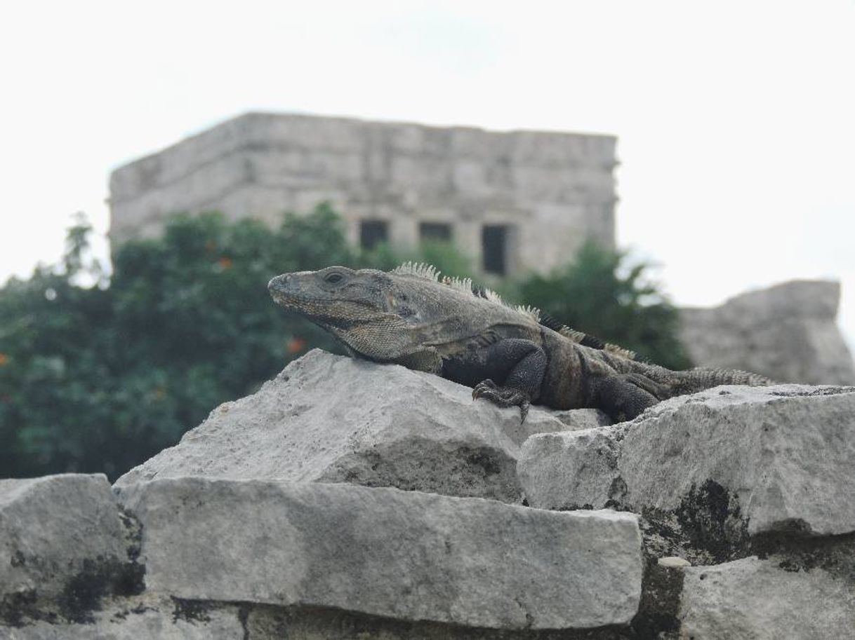 Place Parque Nacional Tulum