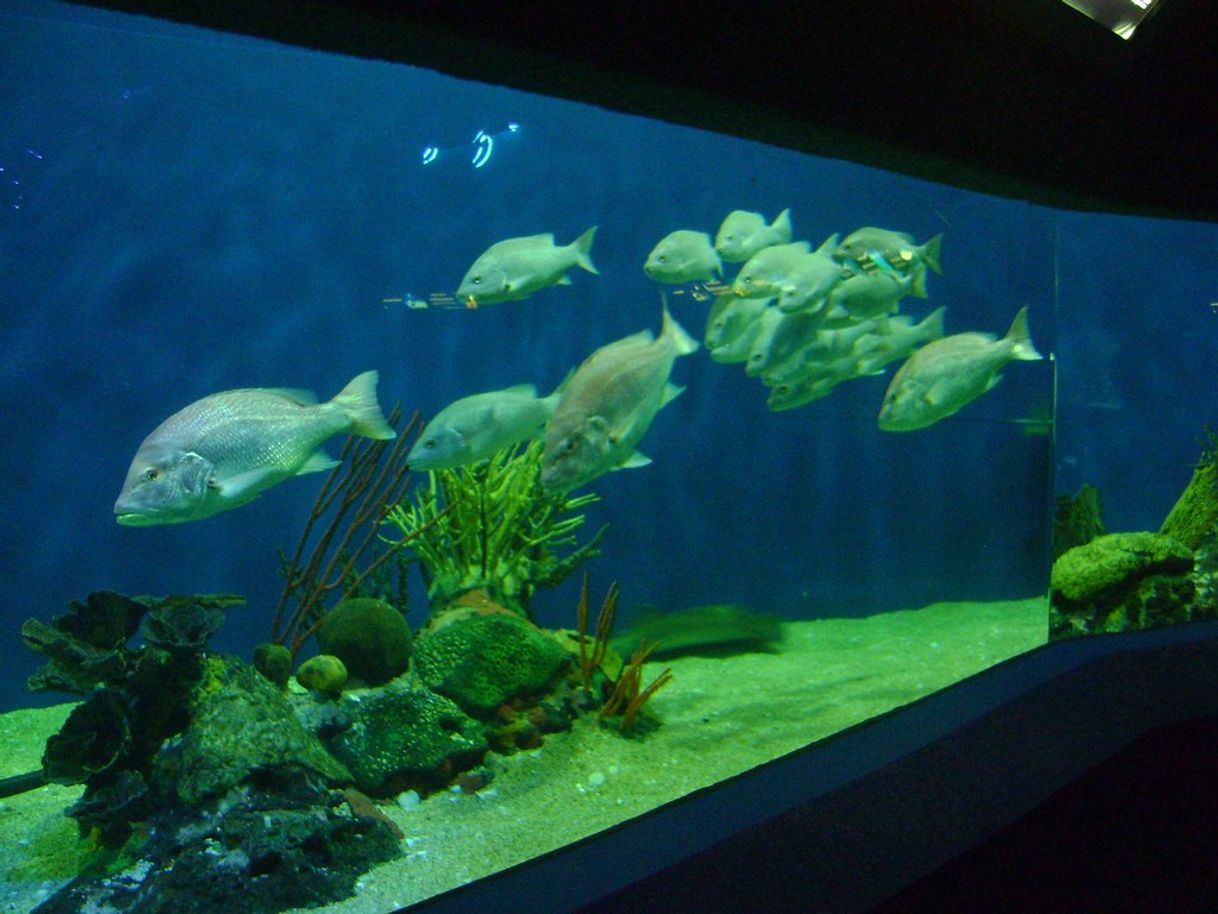 Lugar Acuario de Veracruz