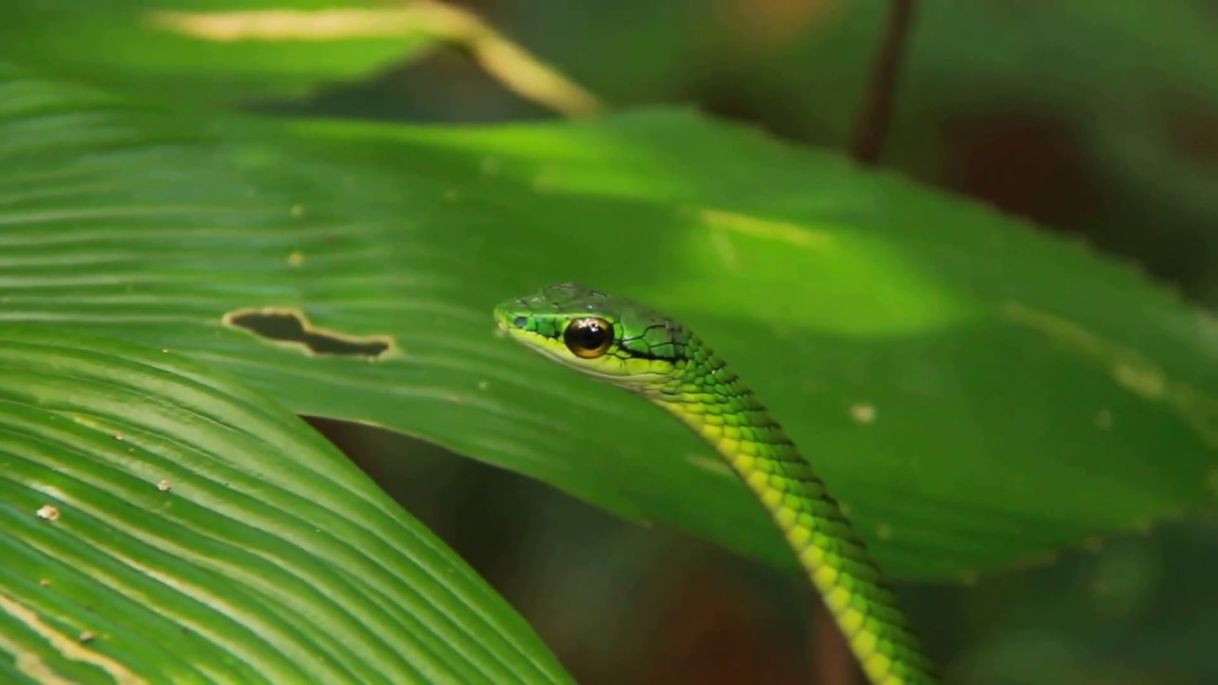 Moda Serpiente Lora mexicana 