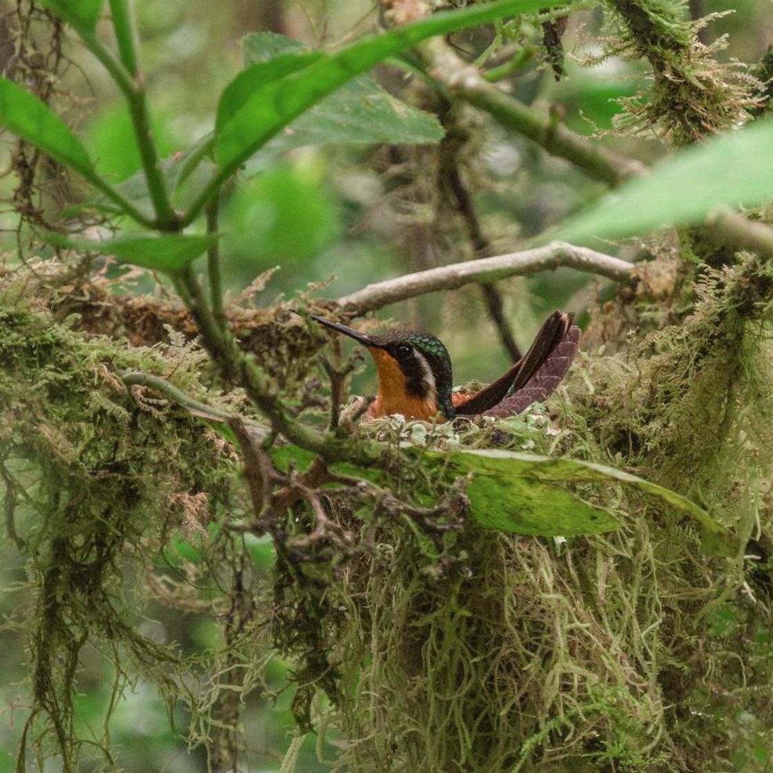 Moda Colibrí en su nido, una madre inigualable 