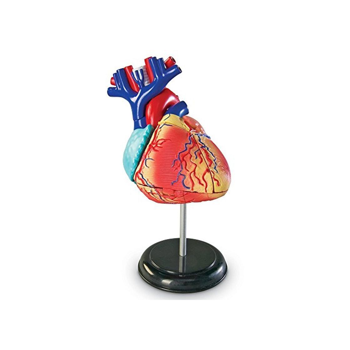 Products Learning Resources- Modelo anatómico del corazón, Color