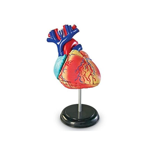 Learning Resources- Modelo anatómico del corazón, Color