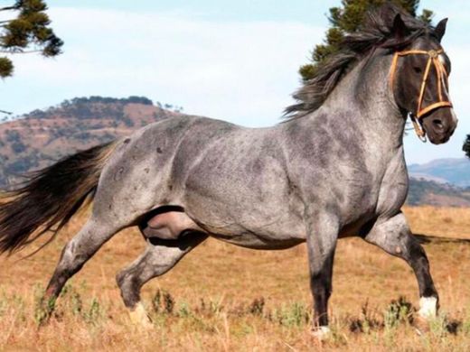 Aos apaixonados por cavalo: conheça alguns dos equinos mais ...
