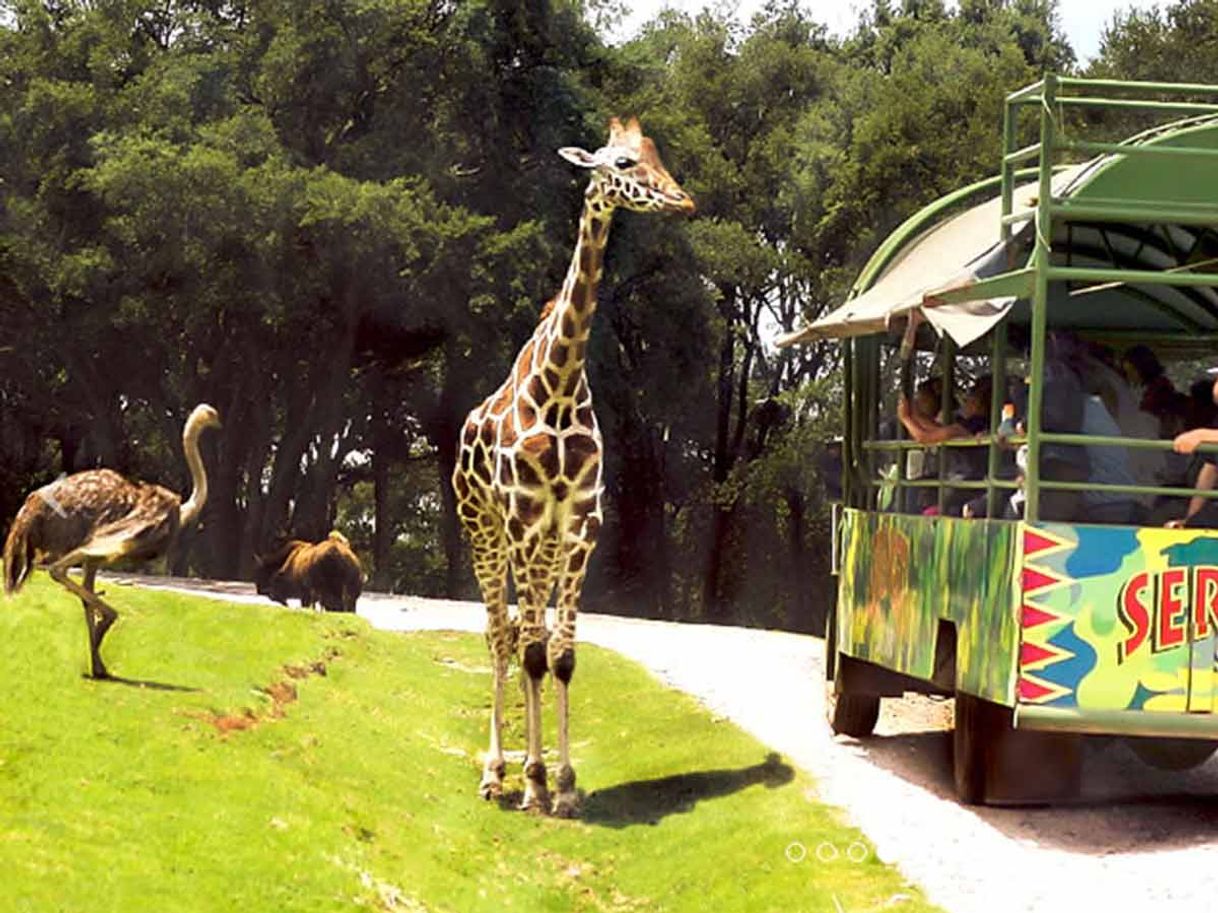 Restaurants Bioparque Estrella