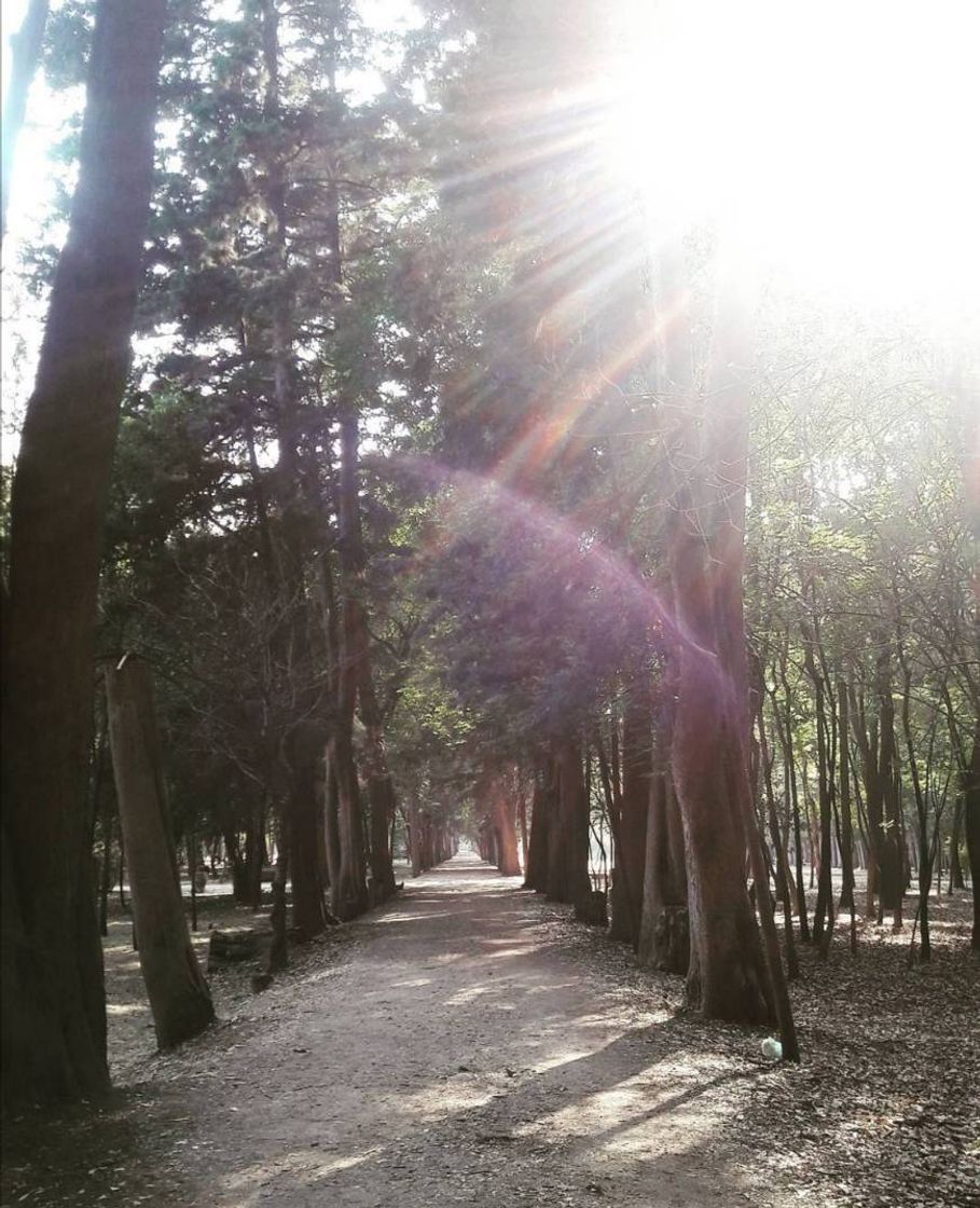 Place Viveros de Coyoacán