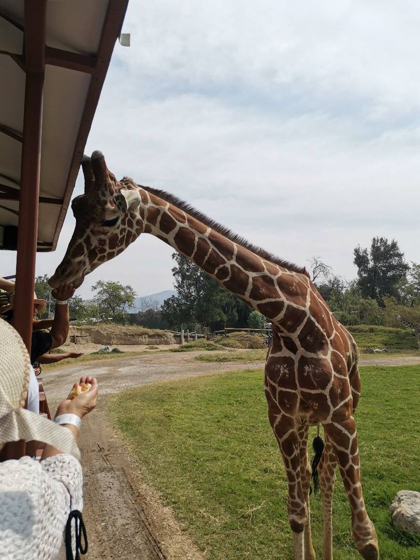 Lugar Zoológico Guadalajara