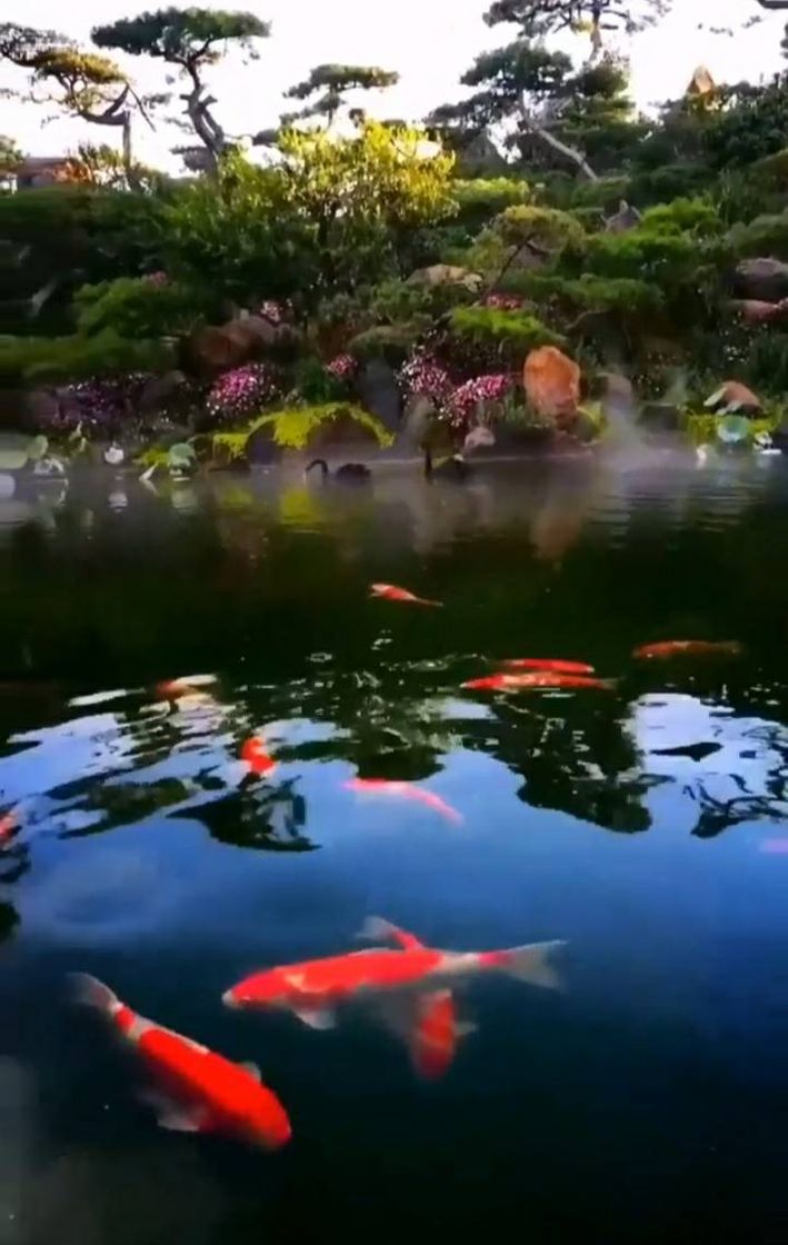 Social Música para relaxar animais na natureza. 🐠🤗