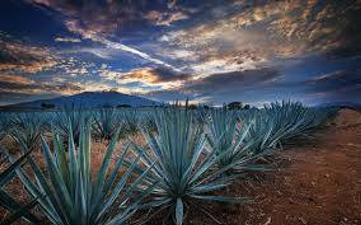 Lugar Tequila