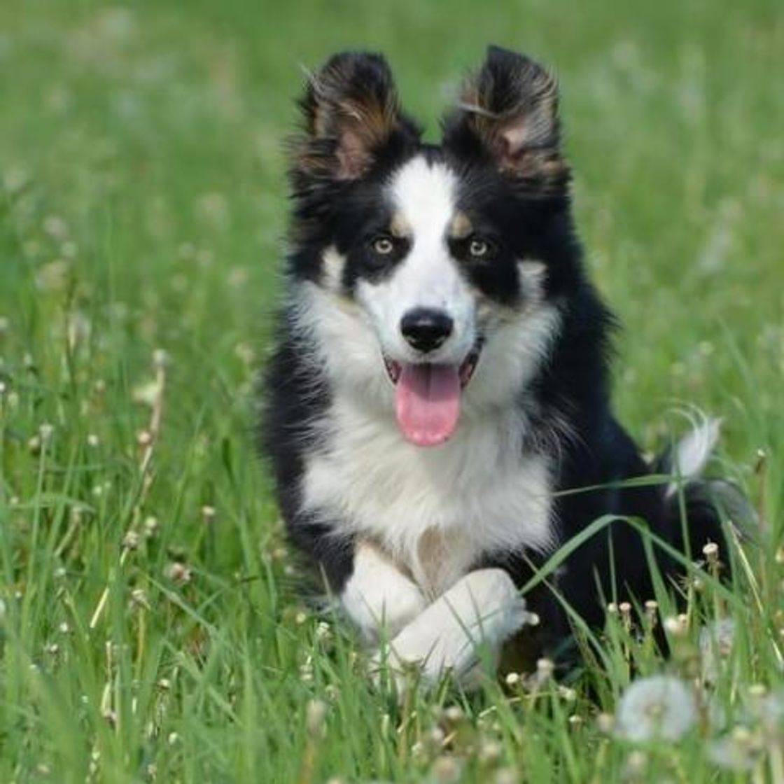 Fashion Border Collie