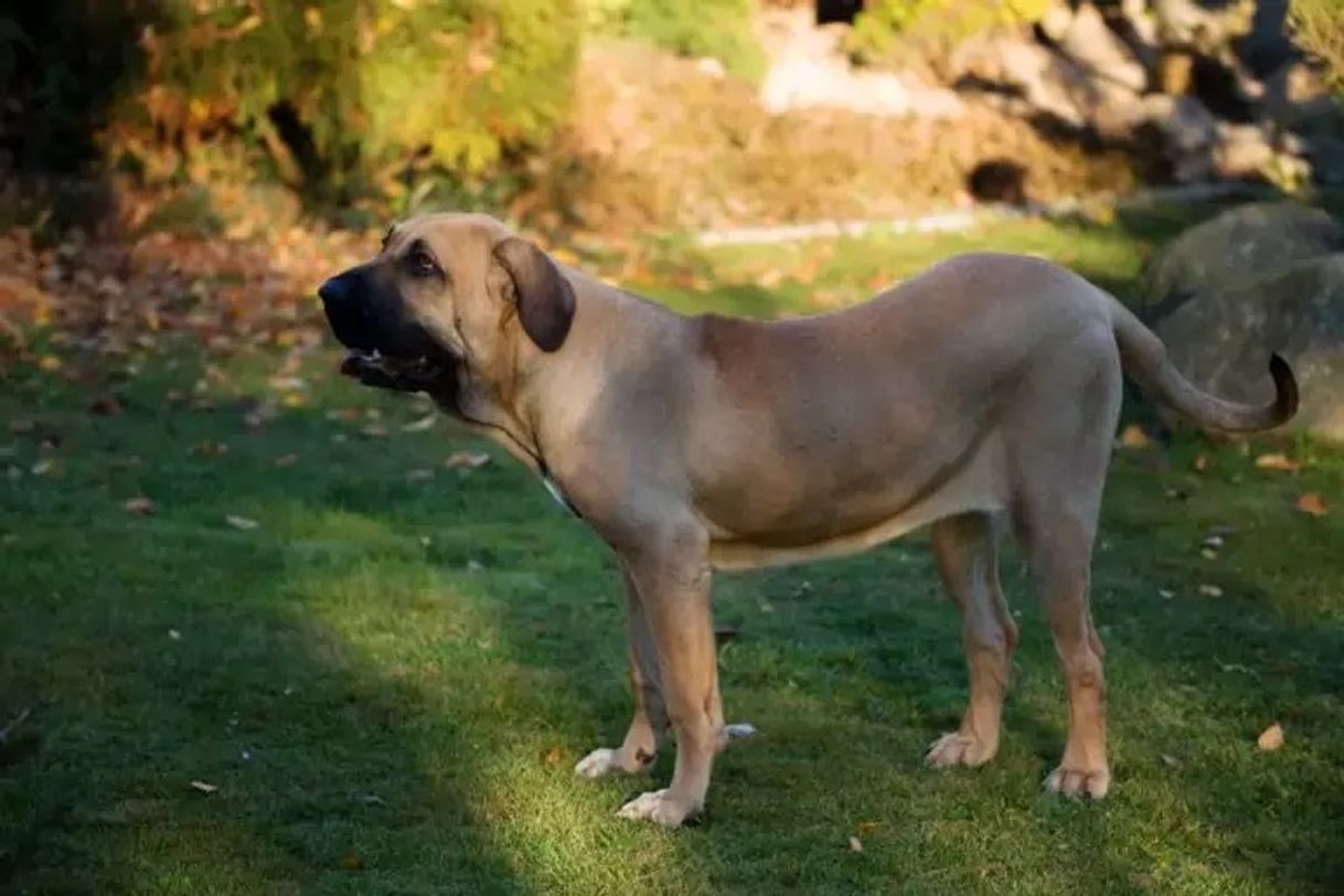 Moda Fila Brasileiro