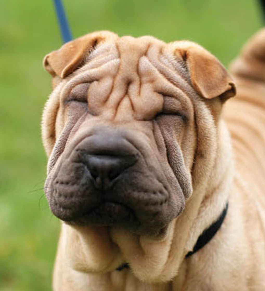 Fashion Shar-pei