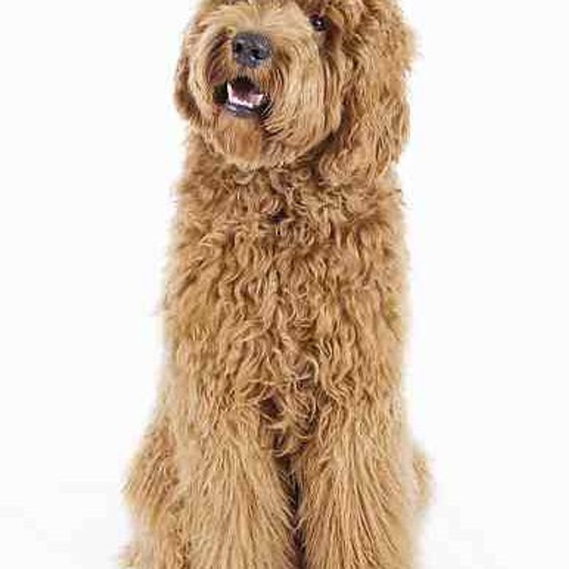 Moda Labradoodle