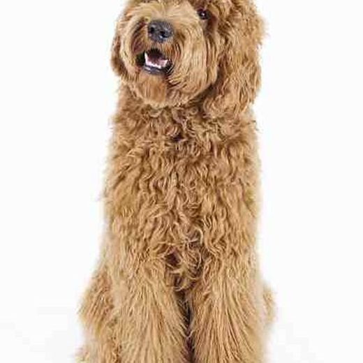 Labradoodle