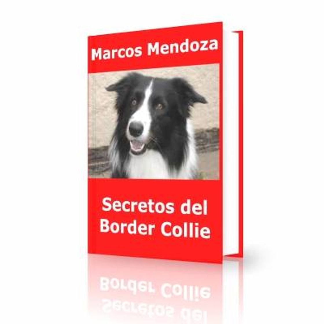 Moda “Secretos Asombrosos del Border Coli"