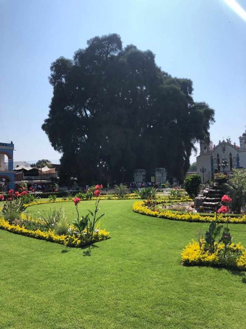 Place Árbol del Tule