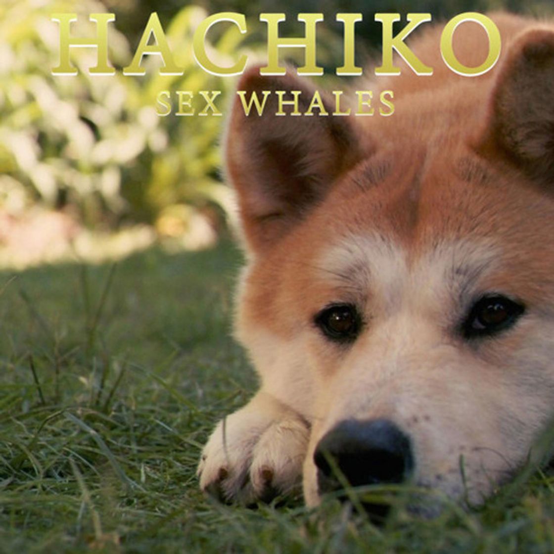 Canción Hachiko