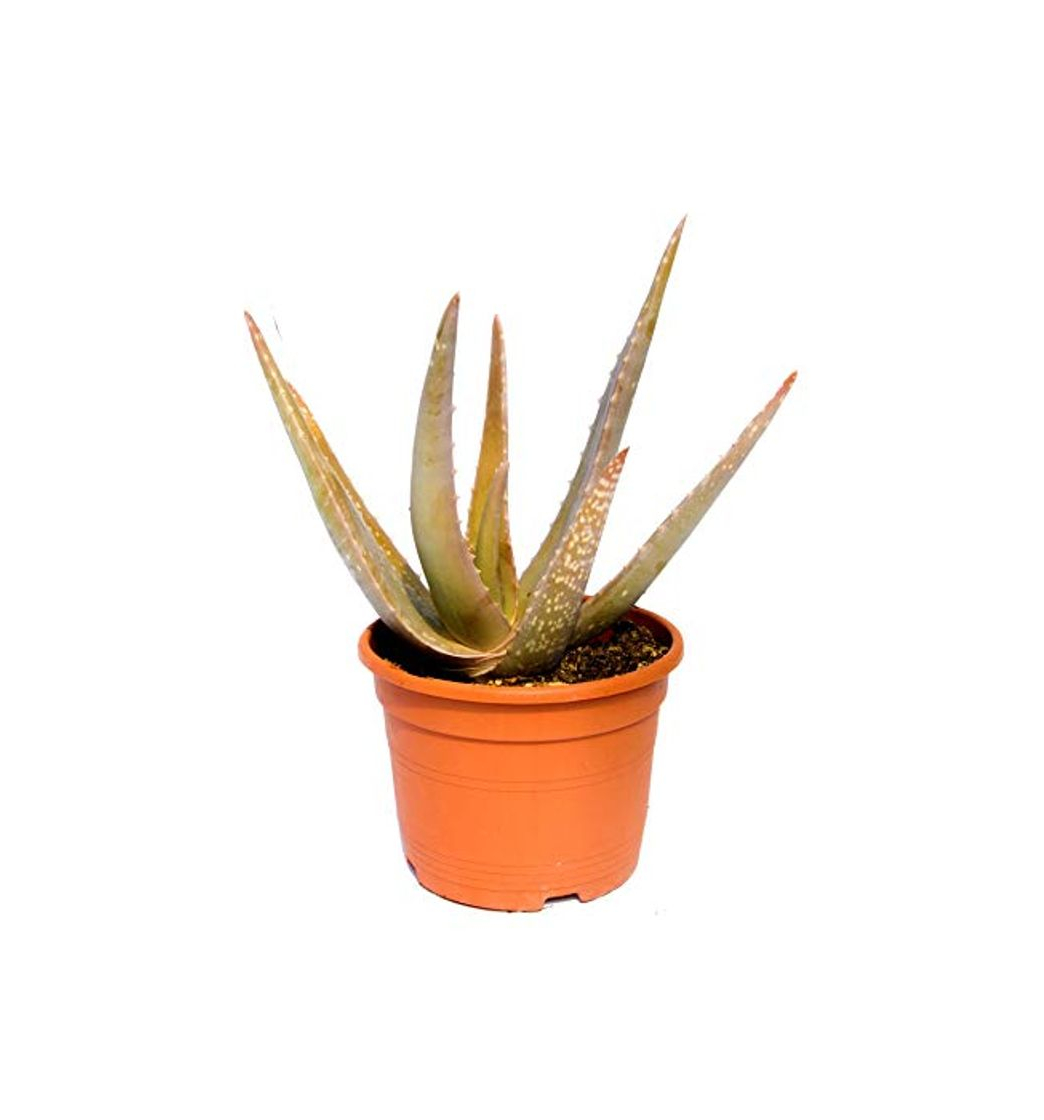 Producto Aloe vera