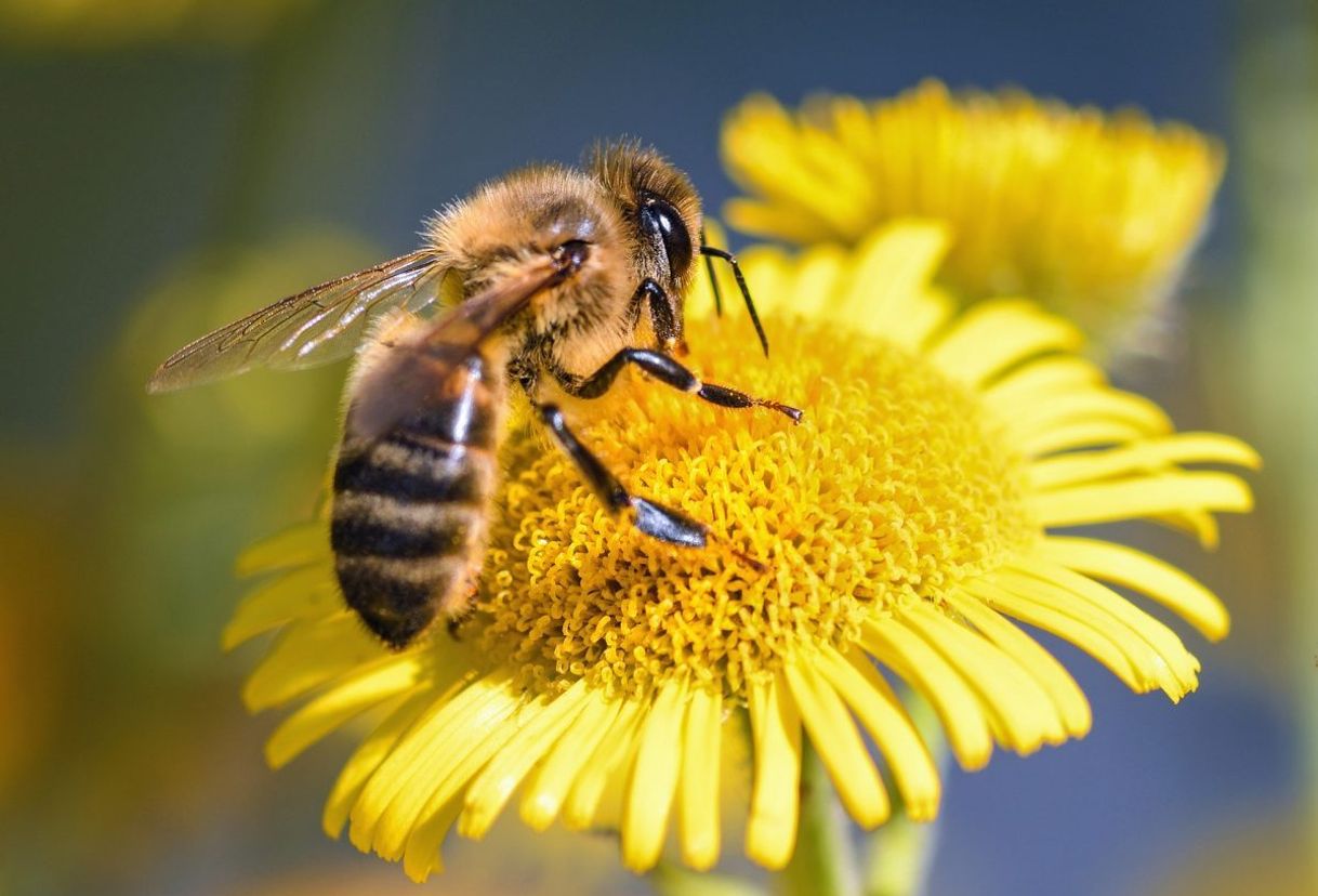 Moda Abejas y la miel 