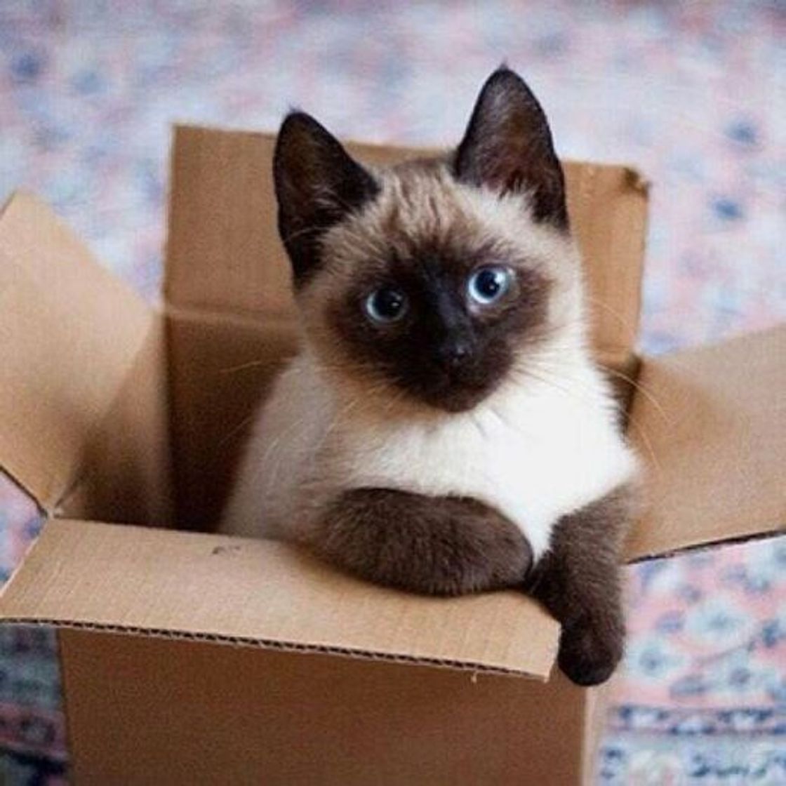 Social Gato Siamês 