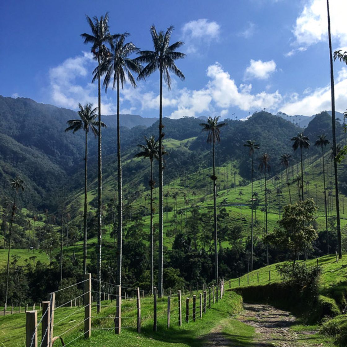 Restaurantes Valle Del Cocora