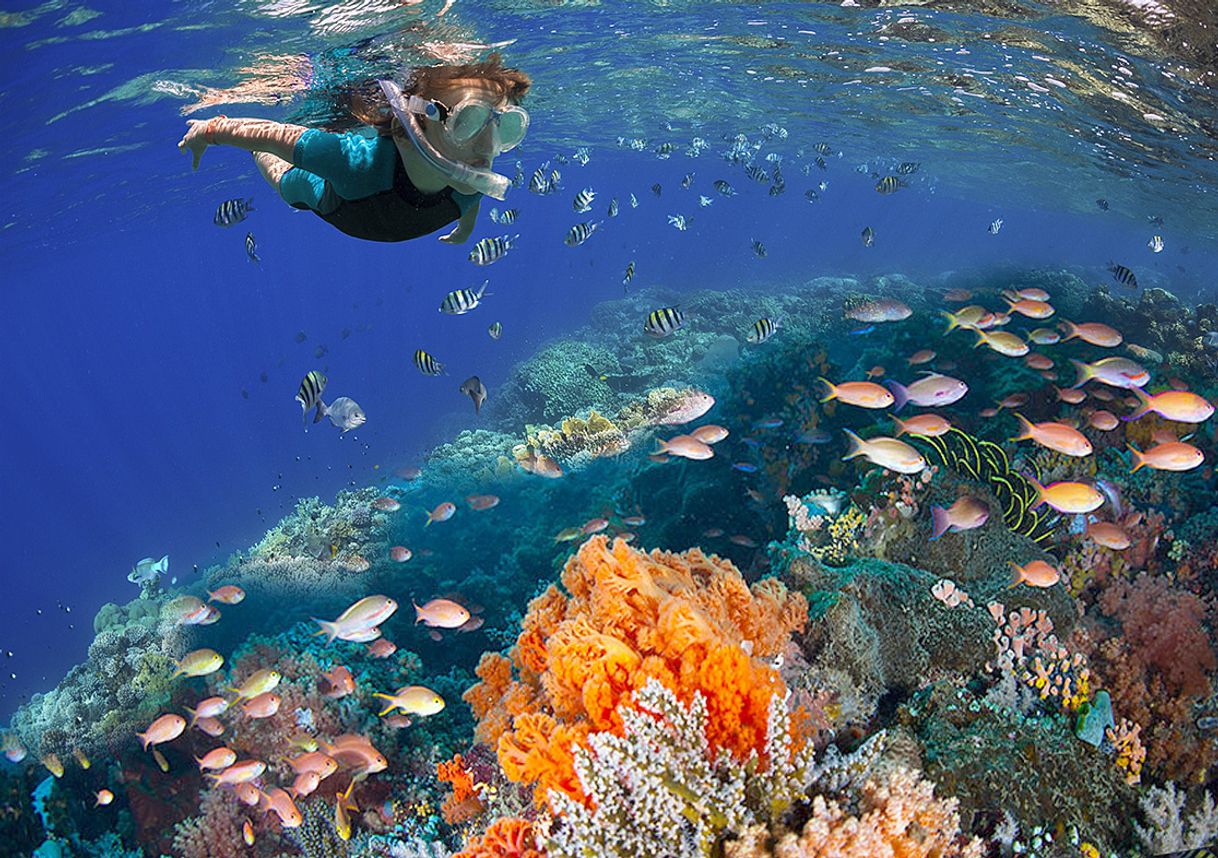 Lugar Parque nacional Arrecifes de Cozumel