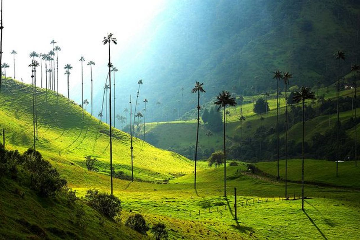 Restaurantes Valle Del Cocora