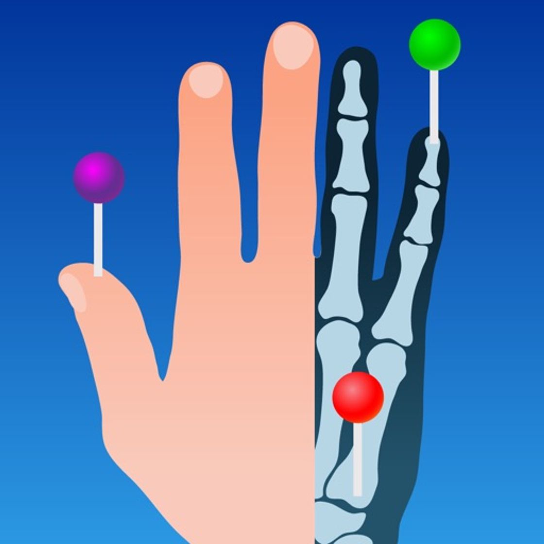 App IMAIOS e-Anatomy