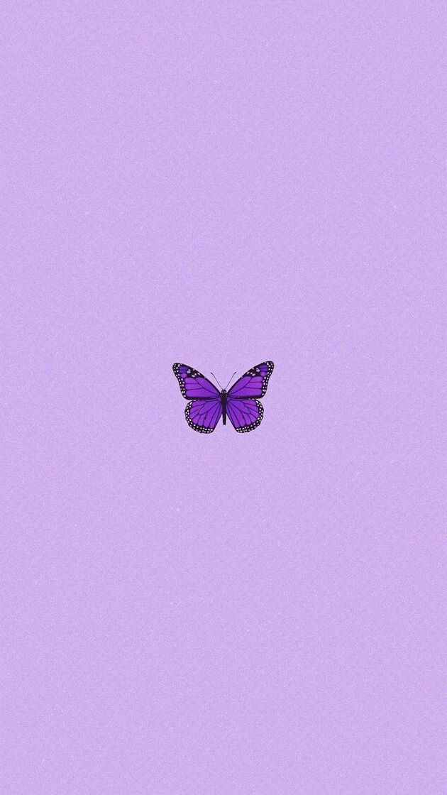 Fashion Wallpaper Borboleta 💕