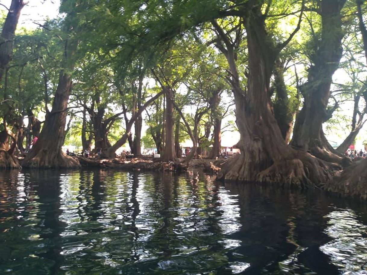 Lugar Parque Nacional Lago de Camécuaro