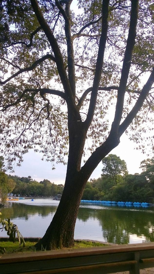 Restaurantes Librería Porrúa - Bosque de Chapultepec