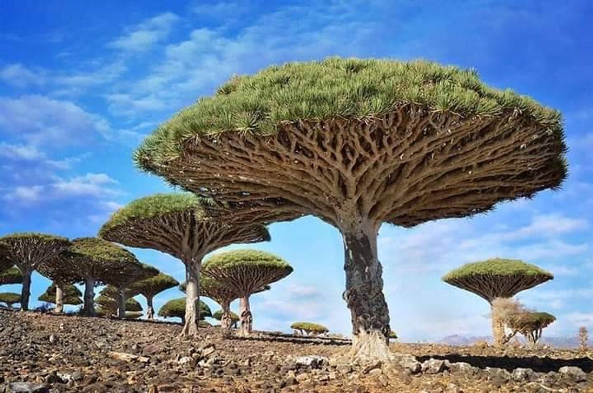Lugar Socotra