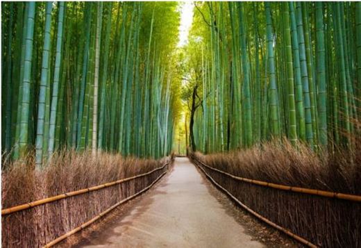 Hokokuji bosque bambú