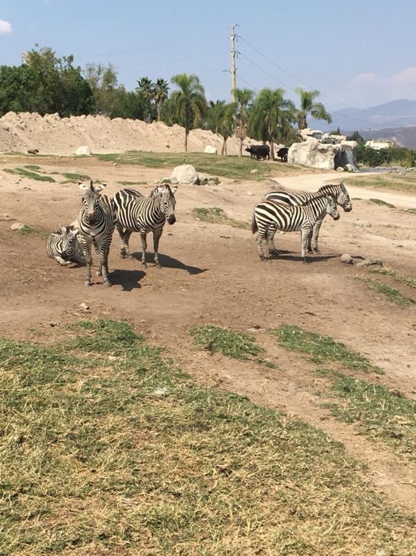 Lugar Zoológico Guadalajara