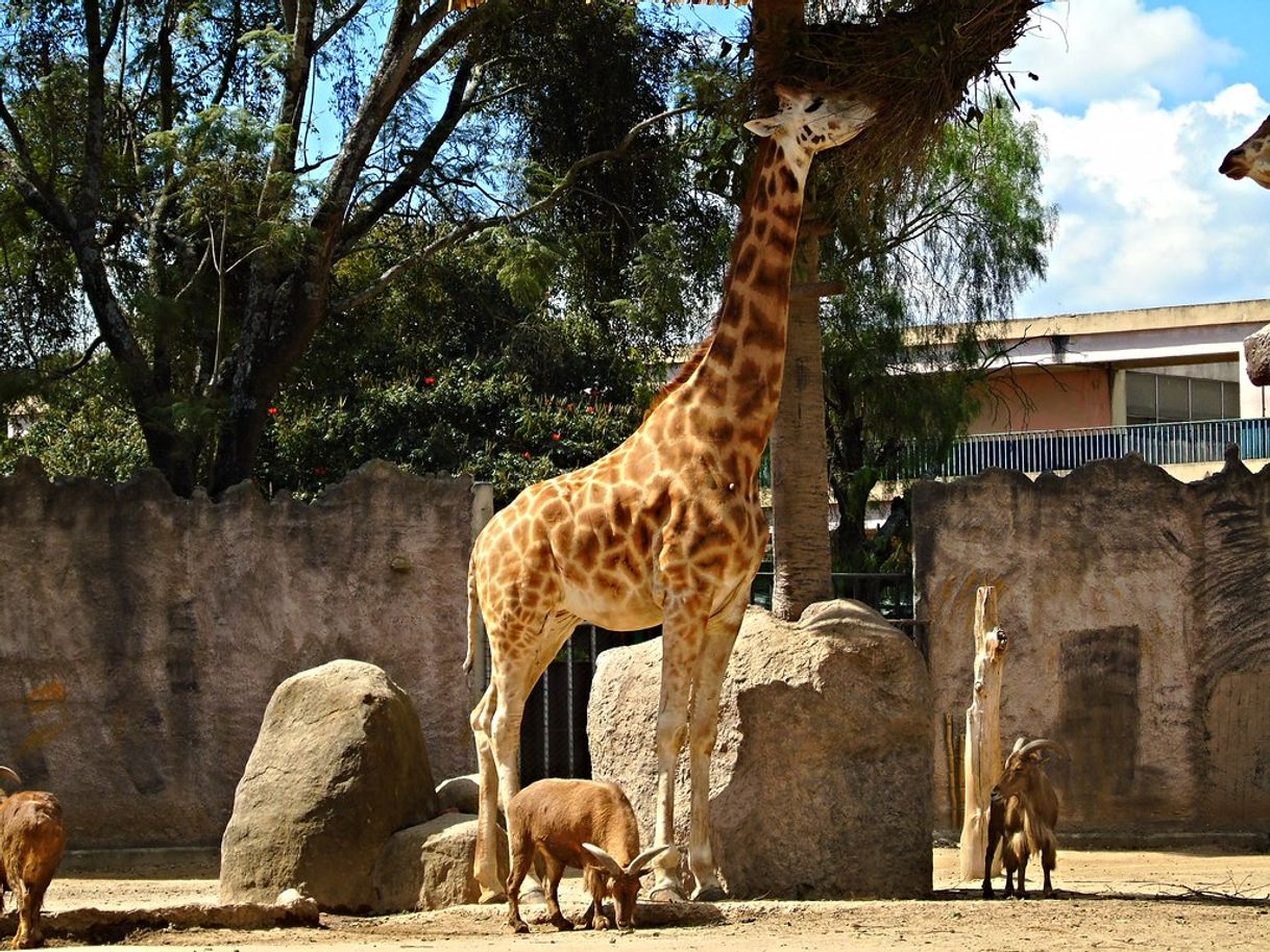 Lugar Zoológico La Aurora