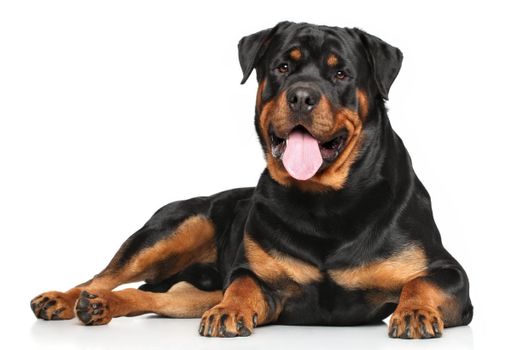 Rottweiler