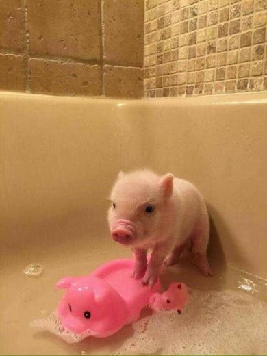 baby pig 🐽