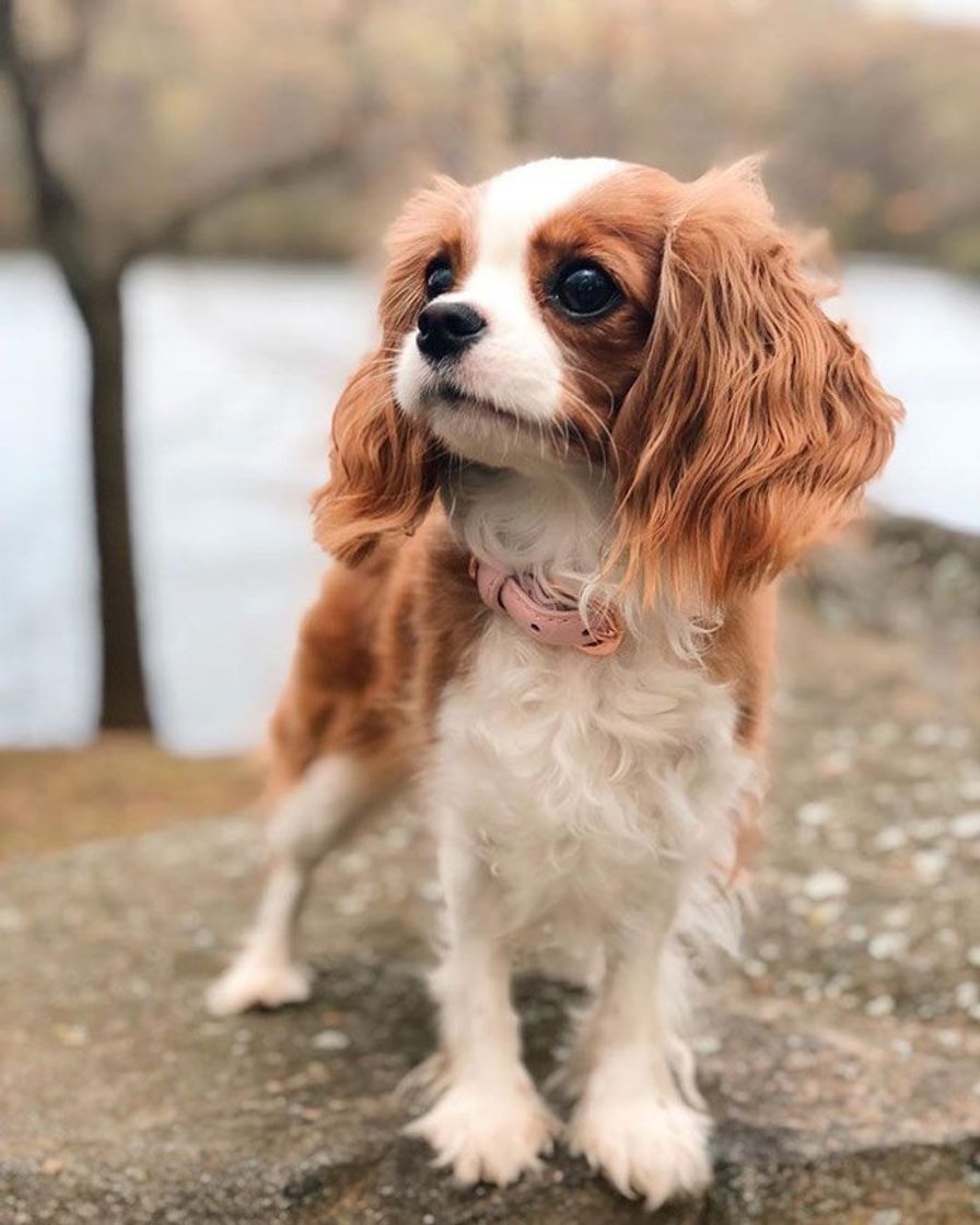 Fashion Cavalier King Charles