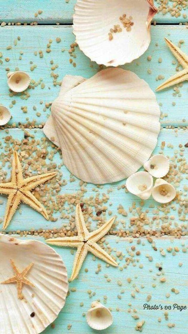 Moda Wallpaper conchas 🐚