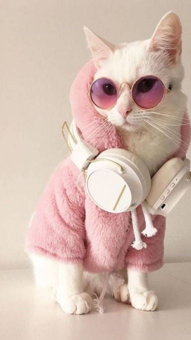 Fashion Gato estilo ✨