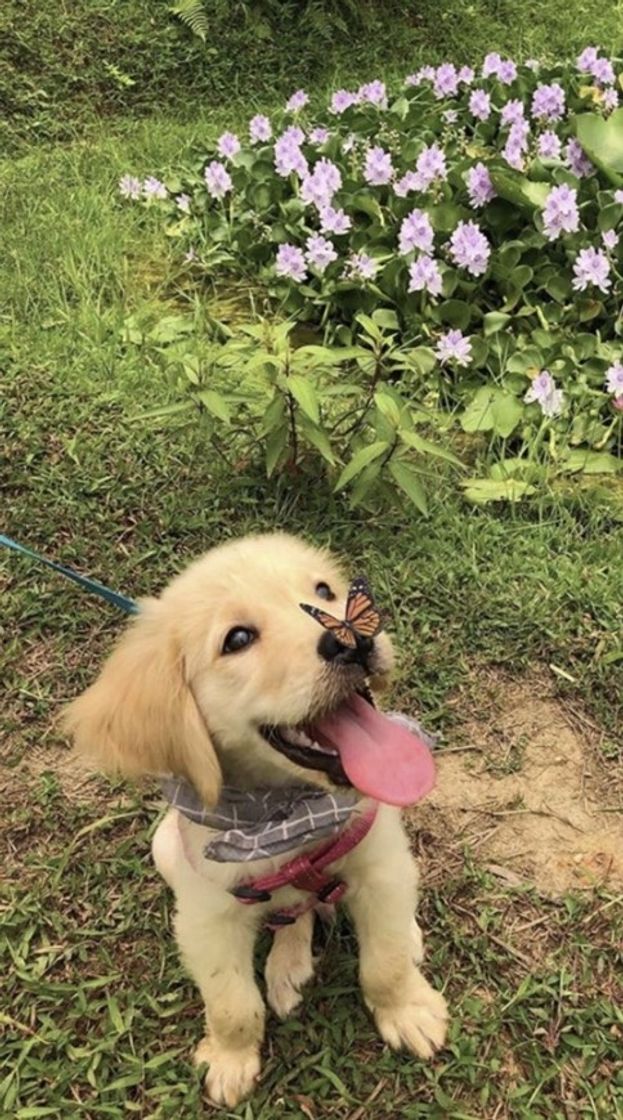 Fashion Dog with butterfly ✨🐶🦋