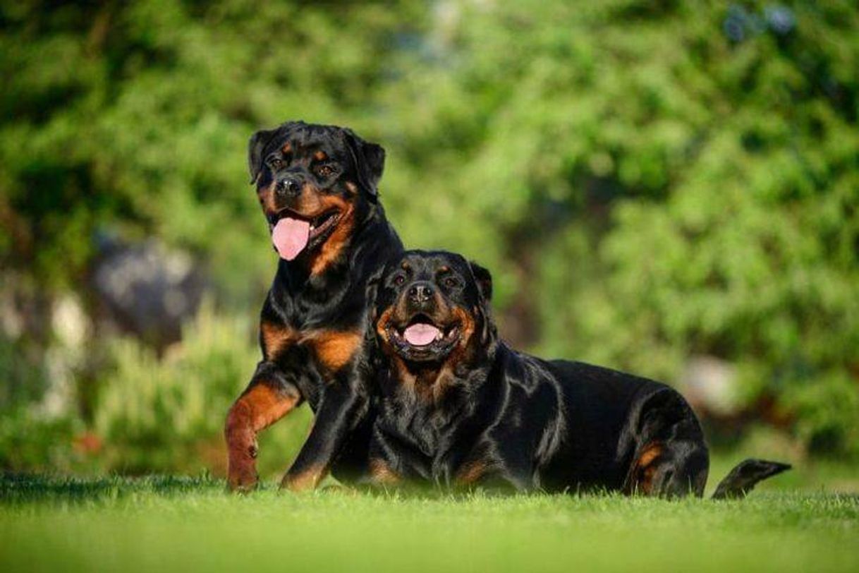 Social Rottweiler